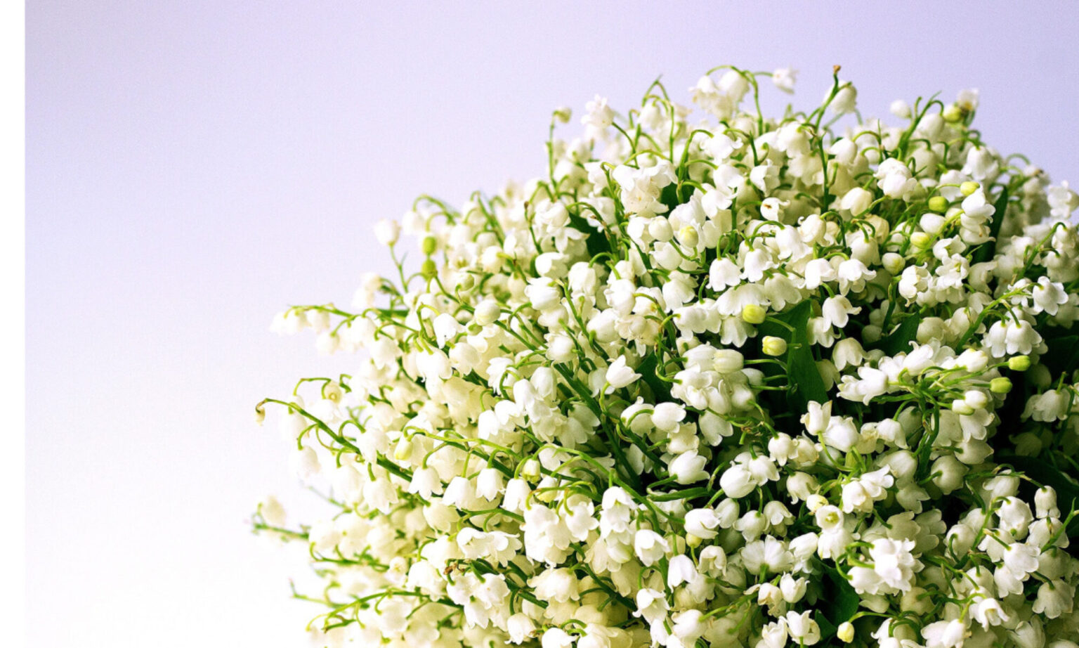 白いすずらんの花束。Meimeiの公式サイトで親しまれてきた写真。